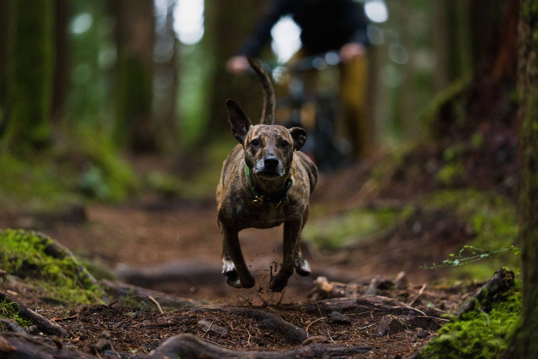 Brindle dog at full speed ahead of a mountain biker